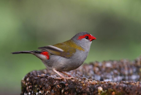 Red-Browed Finch - bird, red-browed, finch, beautiful