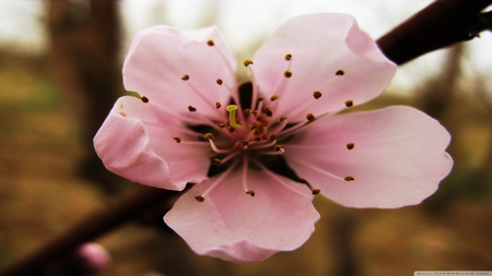 Flower - pretty, simple, flower, pink