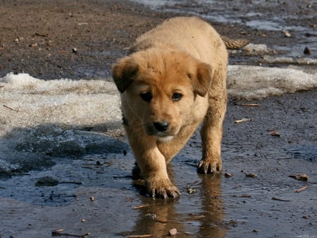 SAD DOG - water, eyes, sea, dog, cool, river, animal, cute, nice