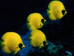 yellow fish