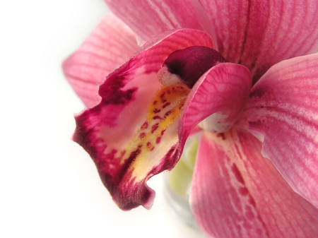 Pretty In Pink - white, orchid, pink, close up