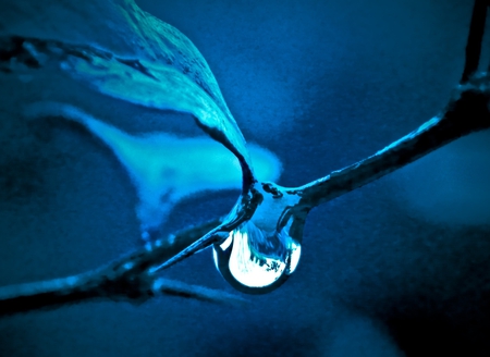 Blue Dream - drop, water, blue, leaf, dream