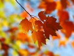 Autumn Orange Leaves