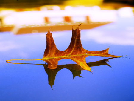 Alone Reflection - season, autumn, nature, view, fall, alone, forest, reflection, rainy