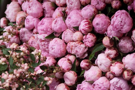 pink peony - nature, pink, peony, flowers, bud