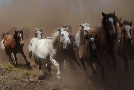 wild horses - fauna, herd, nature, horses, wild, animals