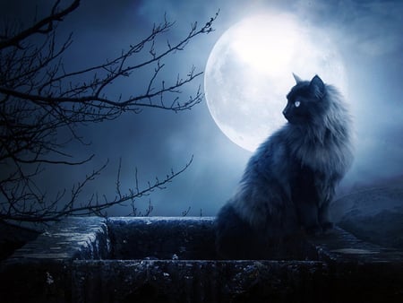 Cat at night - moon, cat, animal, feline, kitten