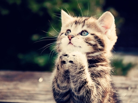 Praying!!! - cat, kitty, feline, pray, funny, kitten, abstract, animal, sweet