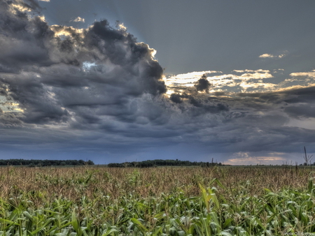 Field and mountain - cloud, landscape, field, tree, nature, mountain