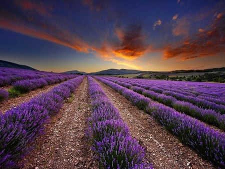 Lavender field - summer, sundown, lavender, blue, landscape, sunrise, flowers, agriculture, purple, fire, field, nice, sky, clouds, beautiful, lovely, rows, tree, nature, sunset