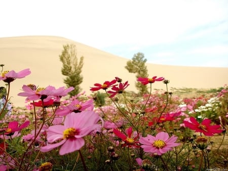 Wild flowers - garden, flower, landscape, tree, nature