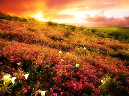 Sunset field - landscape, field, tree, sunset, nature