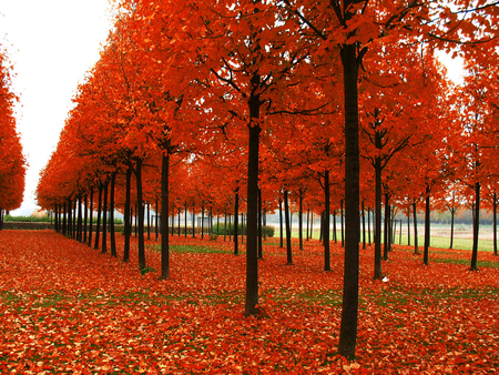 Welcome autumn!!! - nature, autumn, landscape, tree, field