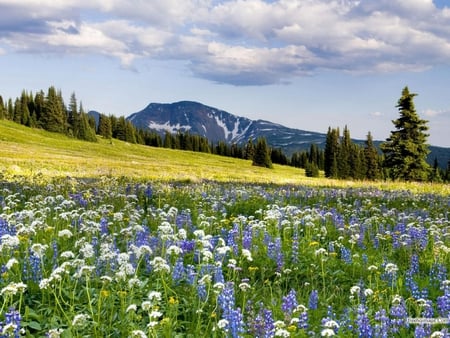 Field - flower, landscape, field, tree, nature