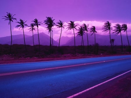 Purple sunset - sky, palm, road, sunset