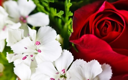 Beautiful Flowers - white flowers, beautiful, red flower, white flower, flowers, white, nature, red, rose