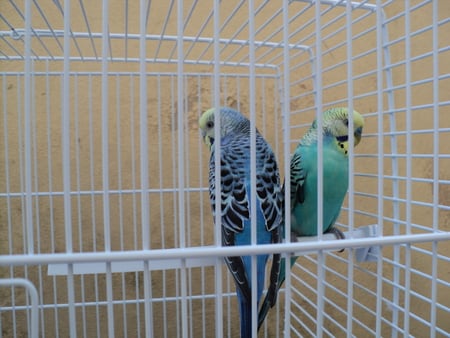 Angelina & Brad - colored, budgies, animals, birds