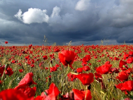 Amapolas - flower, landscape, amapola, field, tree, nature