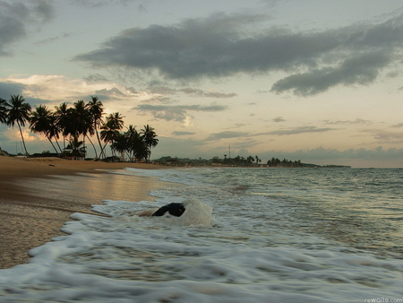 Winter morning at beach - nature, beach, palm, sand