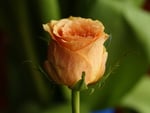 Orange rose