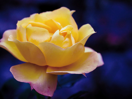 Yellow rose - flower, rose, yellow, nature, petal