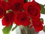 Love roses