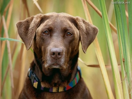 ON THE LOOK OUT - attentive, alert, staring, looking