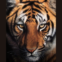 Tiger eyes