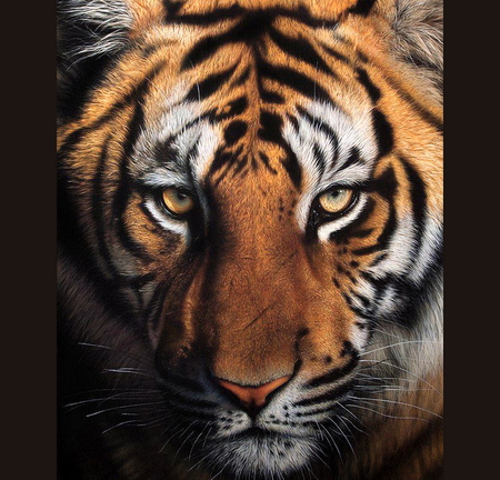 Tiger eyes - white, yellow eyes, stripes, tiger, black, hunter, gold