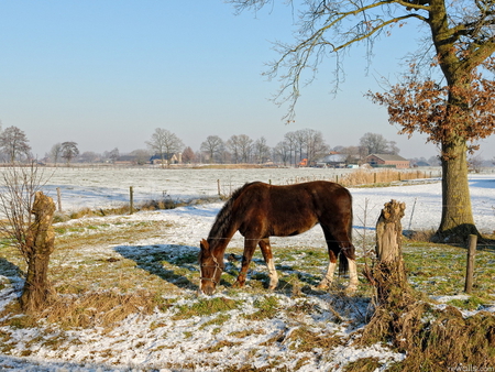 Horse in early winter - animal, free, horse, run