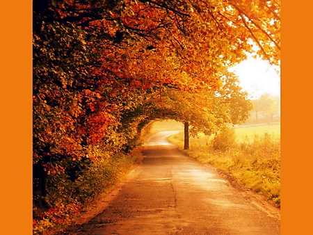 Fiery arches - autumn, trees, sunlight, red, orange, field, road, gold