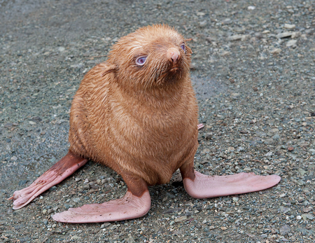 Rare Albino Seal Pup - russia, flipper, ginger, blind