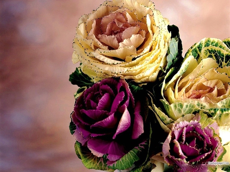 Exotic roses - nature, petal, rose, flower