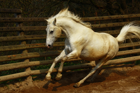 I Feel Good - playful, arabian, white, frisky, horse