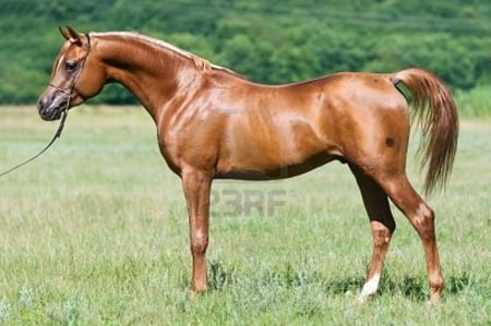 Red Beauty - chestnut, horse, arabian, beautiful