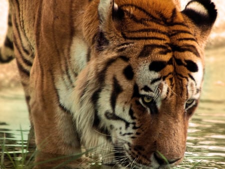 Tiger in river - animal, tiger, big cat, river, beast, feline