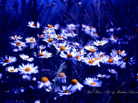 Daisies - daisy, flower, margarita, blue