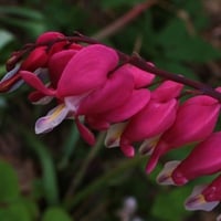 The Bleeding Heart