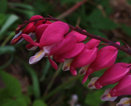 The Bleeding Heart - bleeding heart, flower, pink, heart