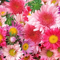 Colourful flowers