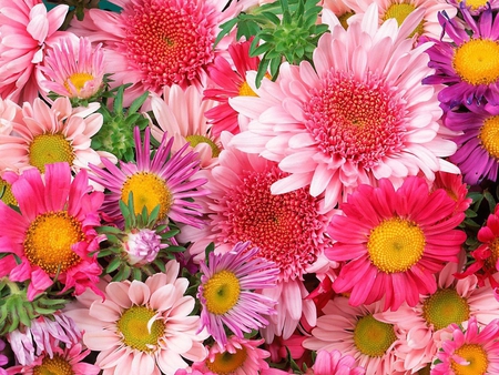 Colourful flowers - beauty, fresh, colours, flowers, wonderful flowers, colourful