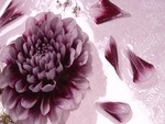 Wet chrysanthemum