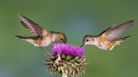 Fly Birds - flowers, birds, amazing, fly, nectar, animals