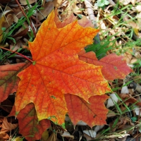 Autumn Leaf