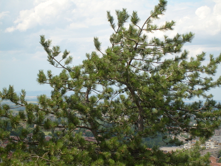 Evergreen - evergreen, nature, green, photography, photo, tree, bulgaria