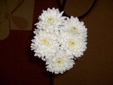 White Flower - carpet, flower, pretty, photo, white, room, photography, nature, bulgaria