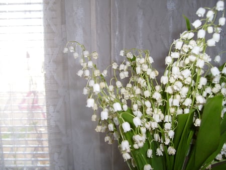 Spring Flower - white, nature, photography, room, photo, flower, bulgaria