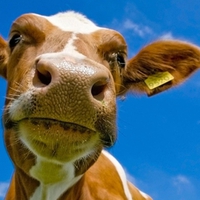 Funny Cow