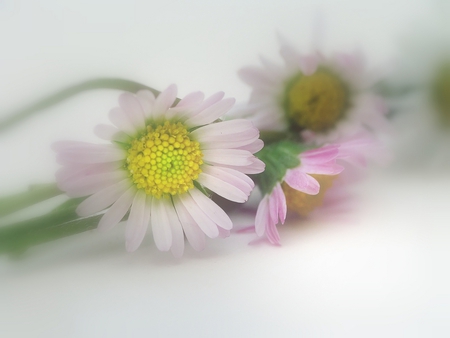 Fancy - white, nature, reflection, pink, fancy, daisy, flower