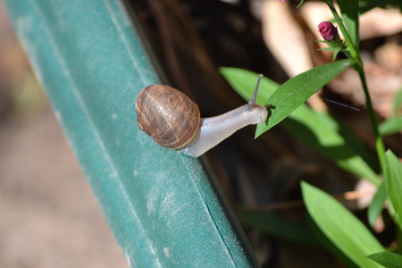 Snail Pace - nature, snail, cute, garden, little